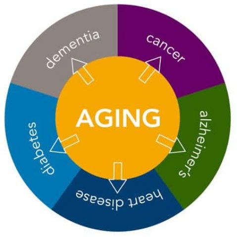 diseases of ageing diagram